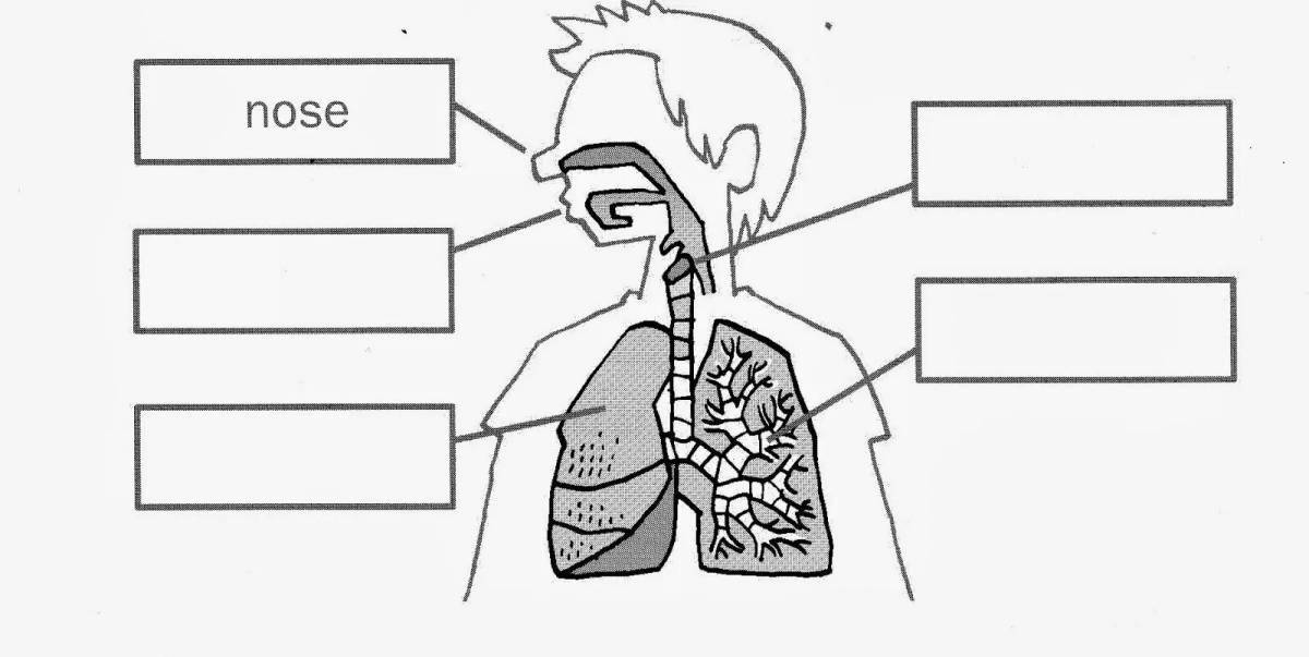 Respiratory system coloring page