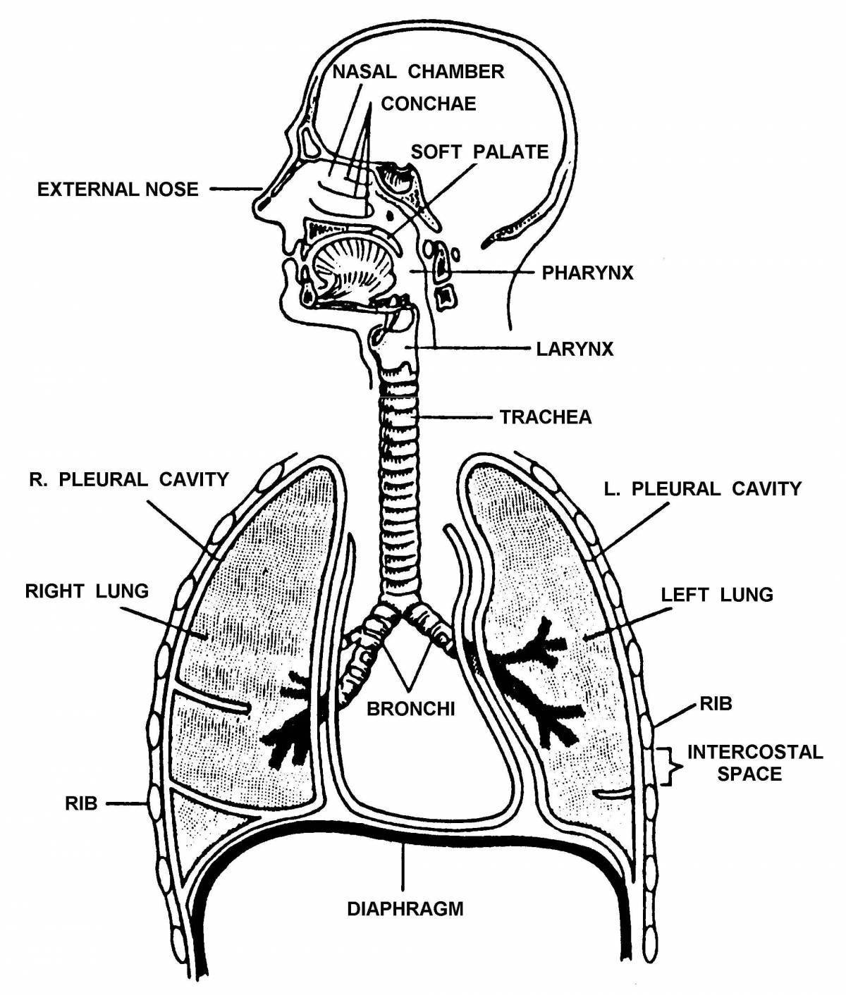 Fun coloring page of the respiratory system