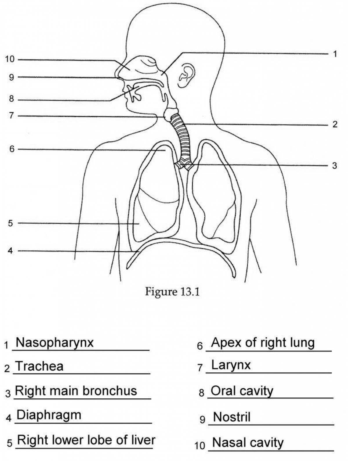 Detailed coloring page of the respiratory system