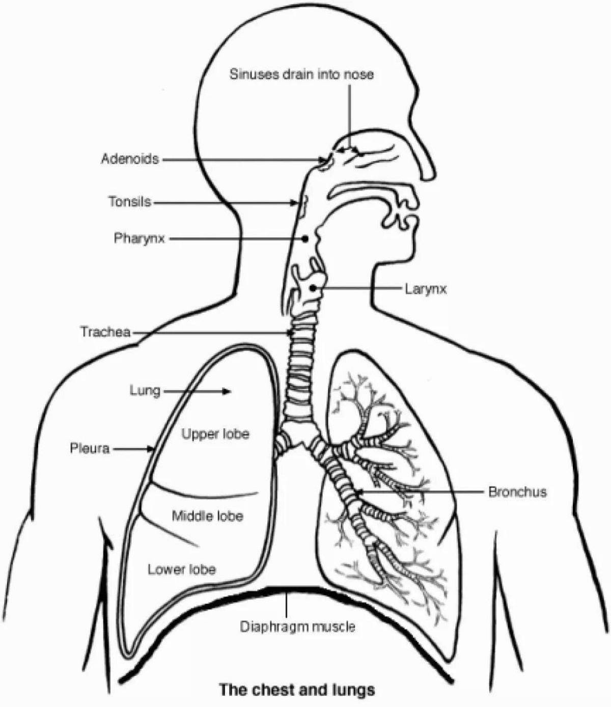 Раскраска образовательная дыхательная система