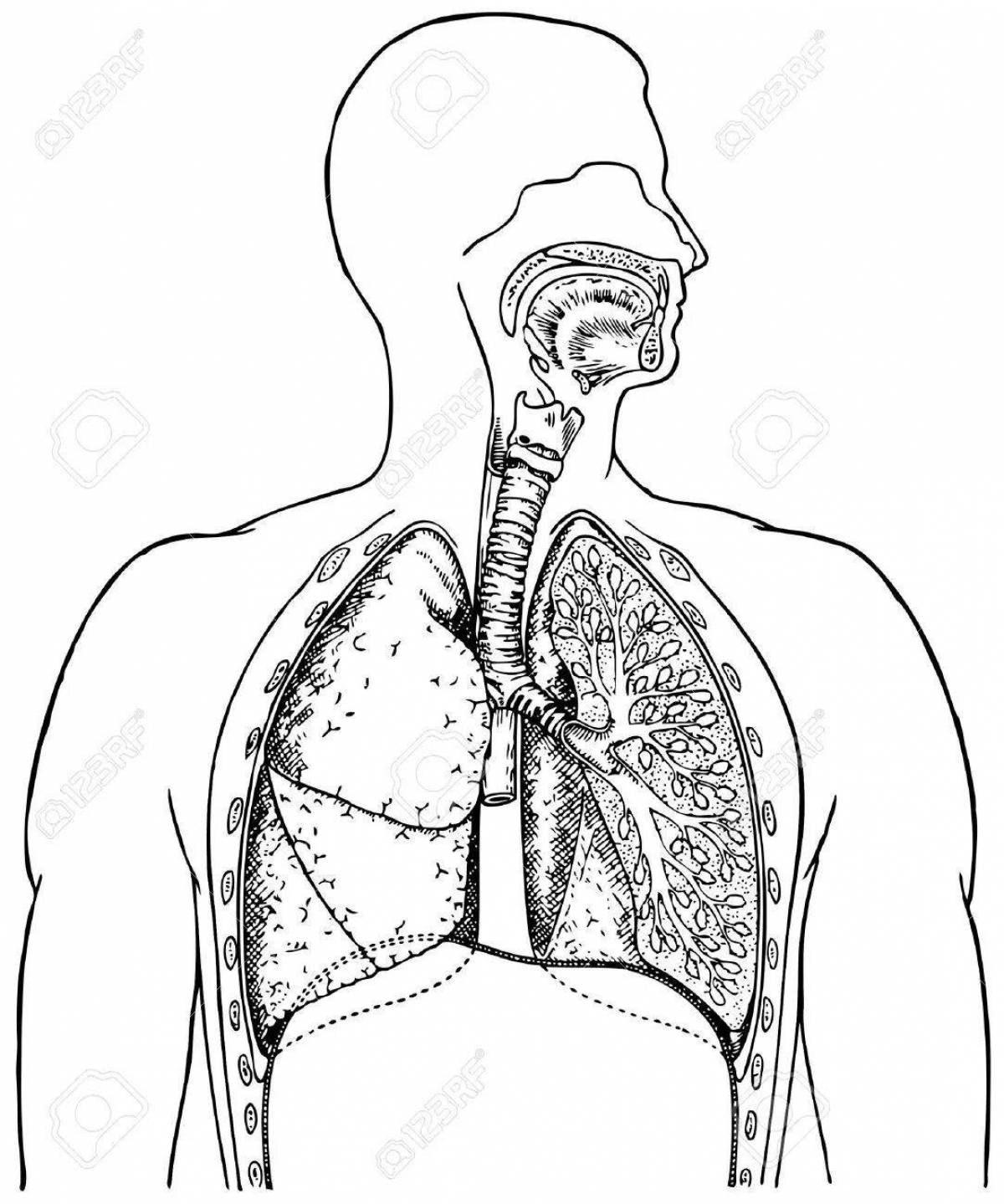 Творческая страница раскраски дыхательной системы