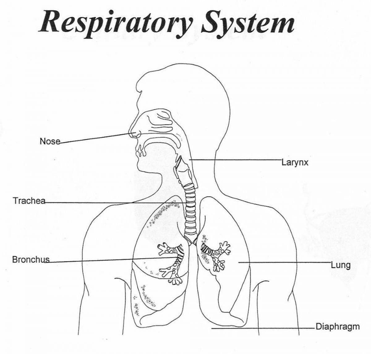 Entertaining coloring of the respiratory system