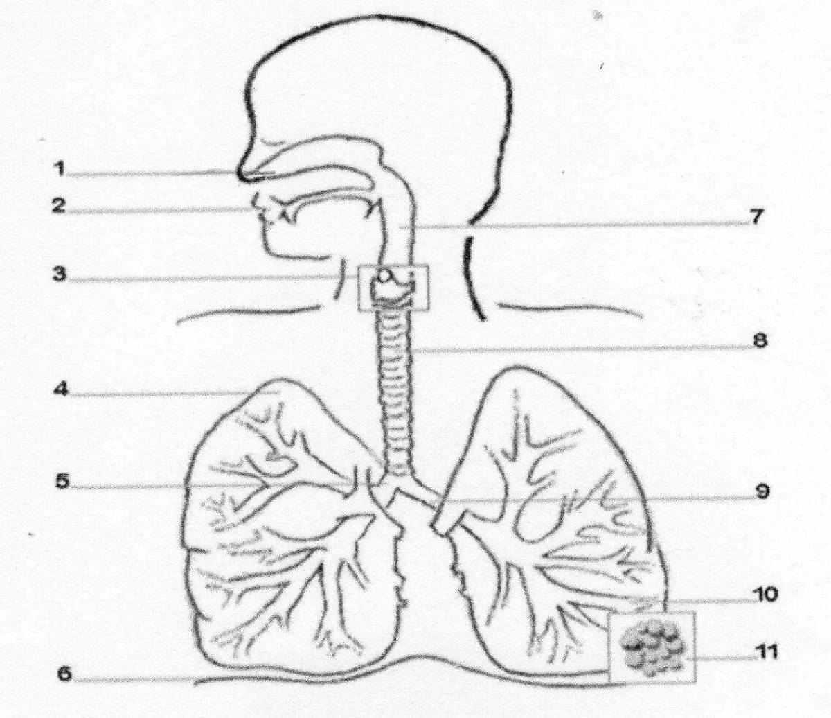 Интересная страница раскраски дыхательной системы