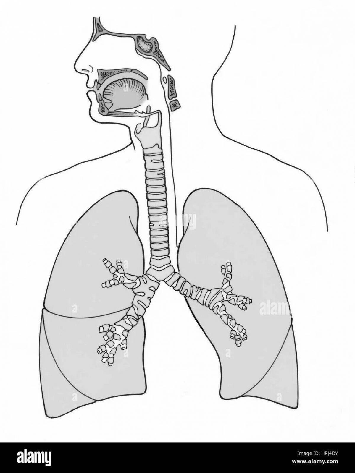 Задействование страницы раскраски дыхательной системы