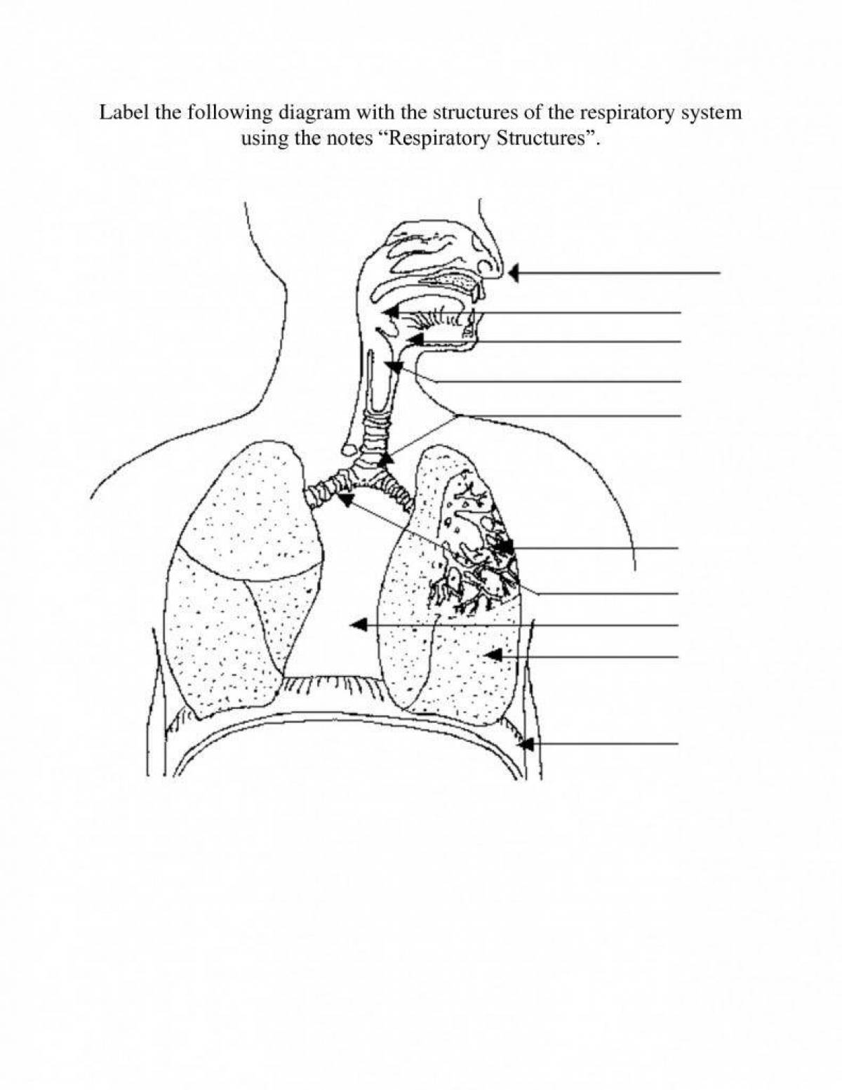 Дыхательная система #1