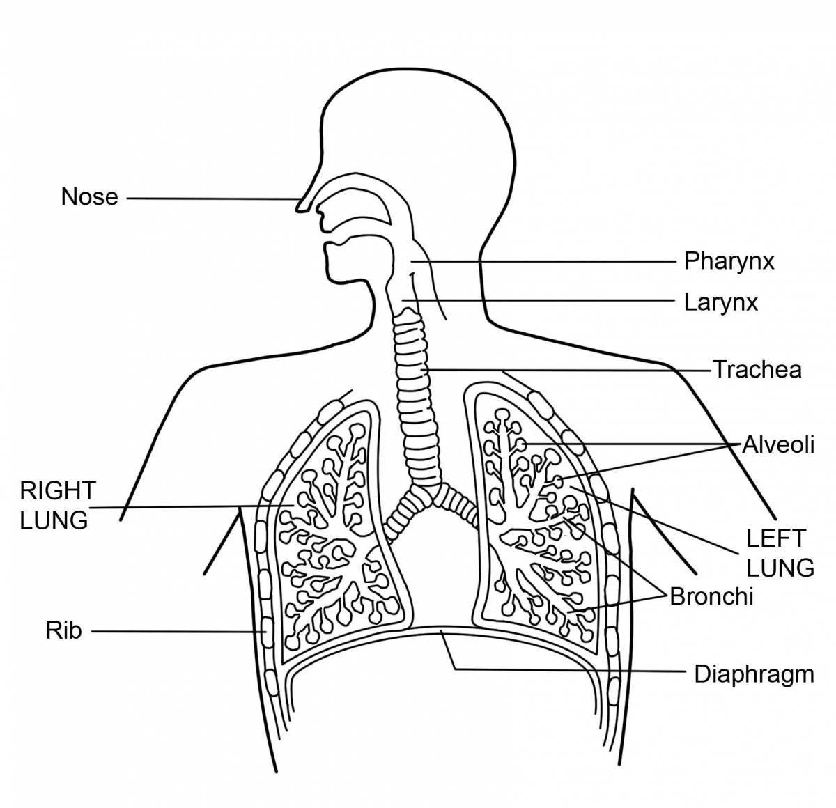 Дыхательная система #2