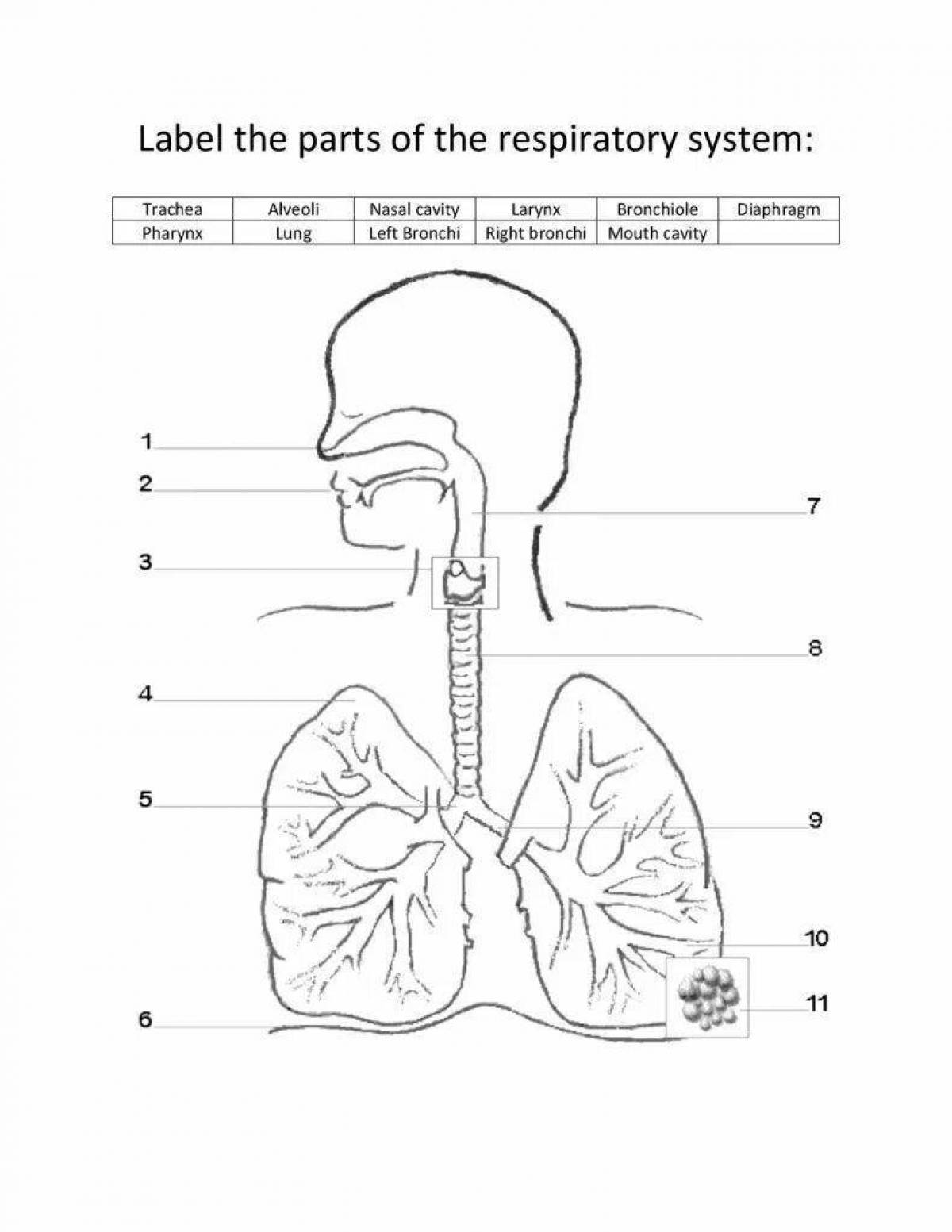 Respiratory system #3