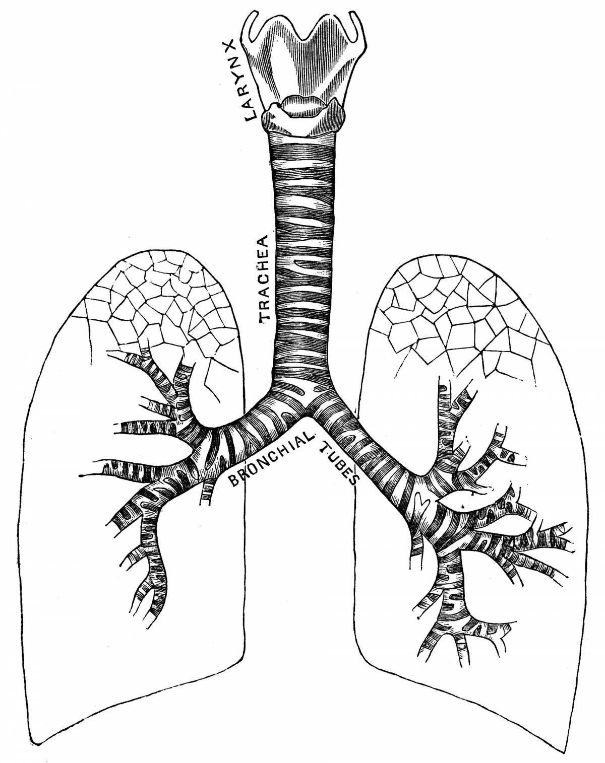 Дыхательная система #4