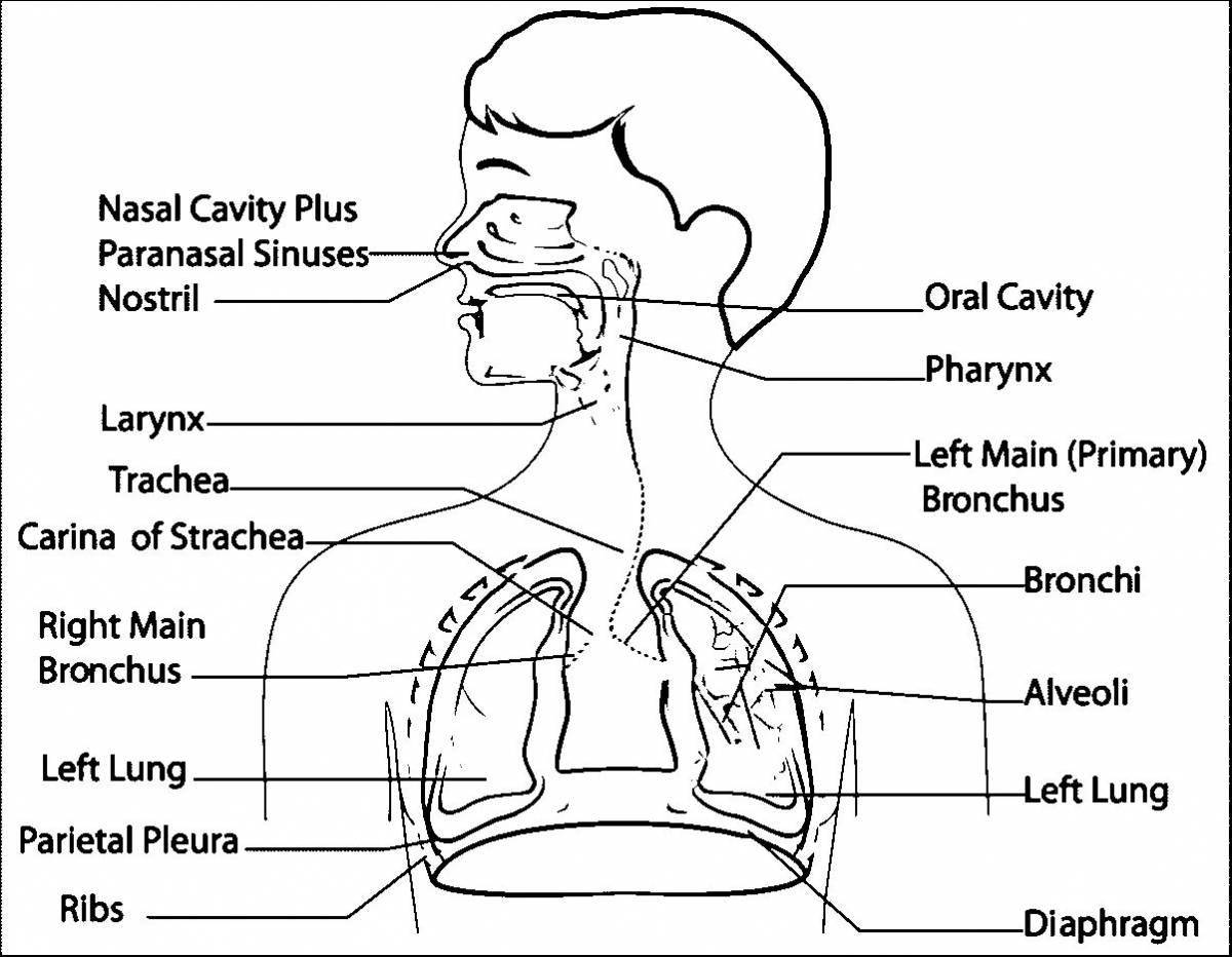 Дыхательная система #6