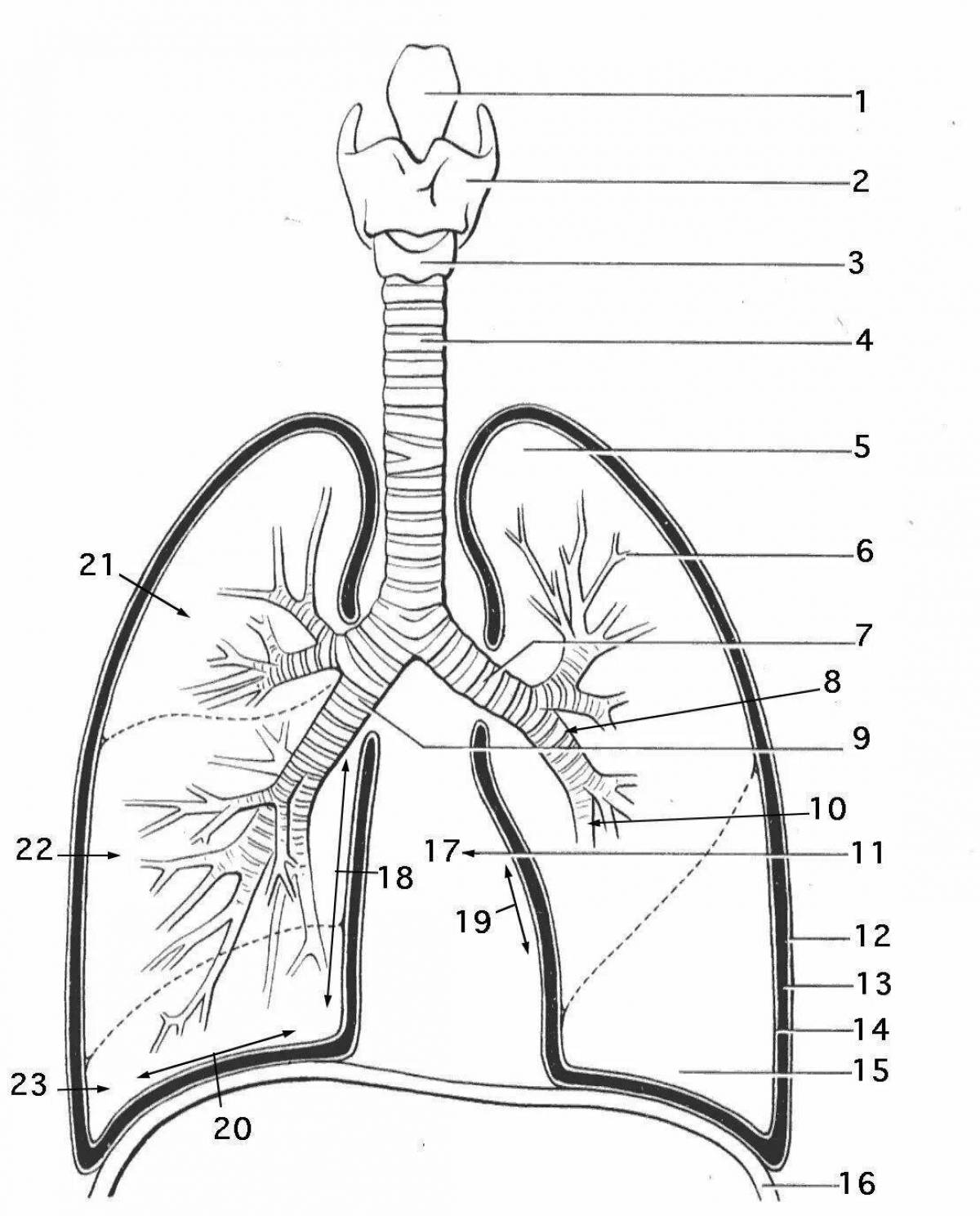 Дыхательная система #7