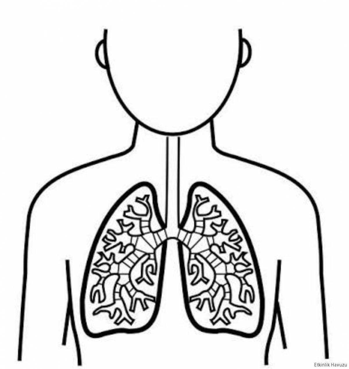 Дыхательная система #13