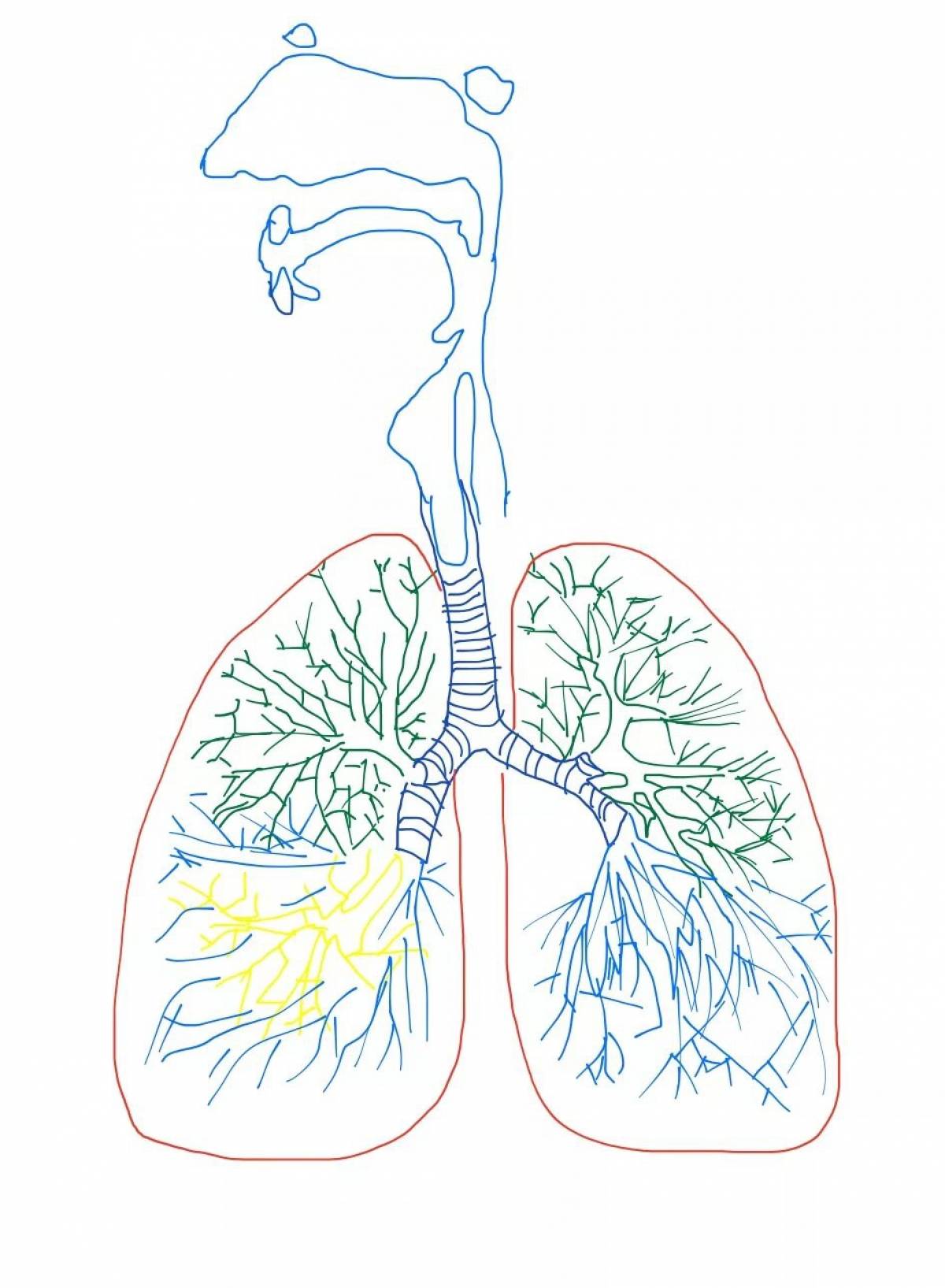 Дыхательная система #14