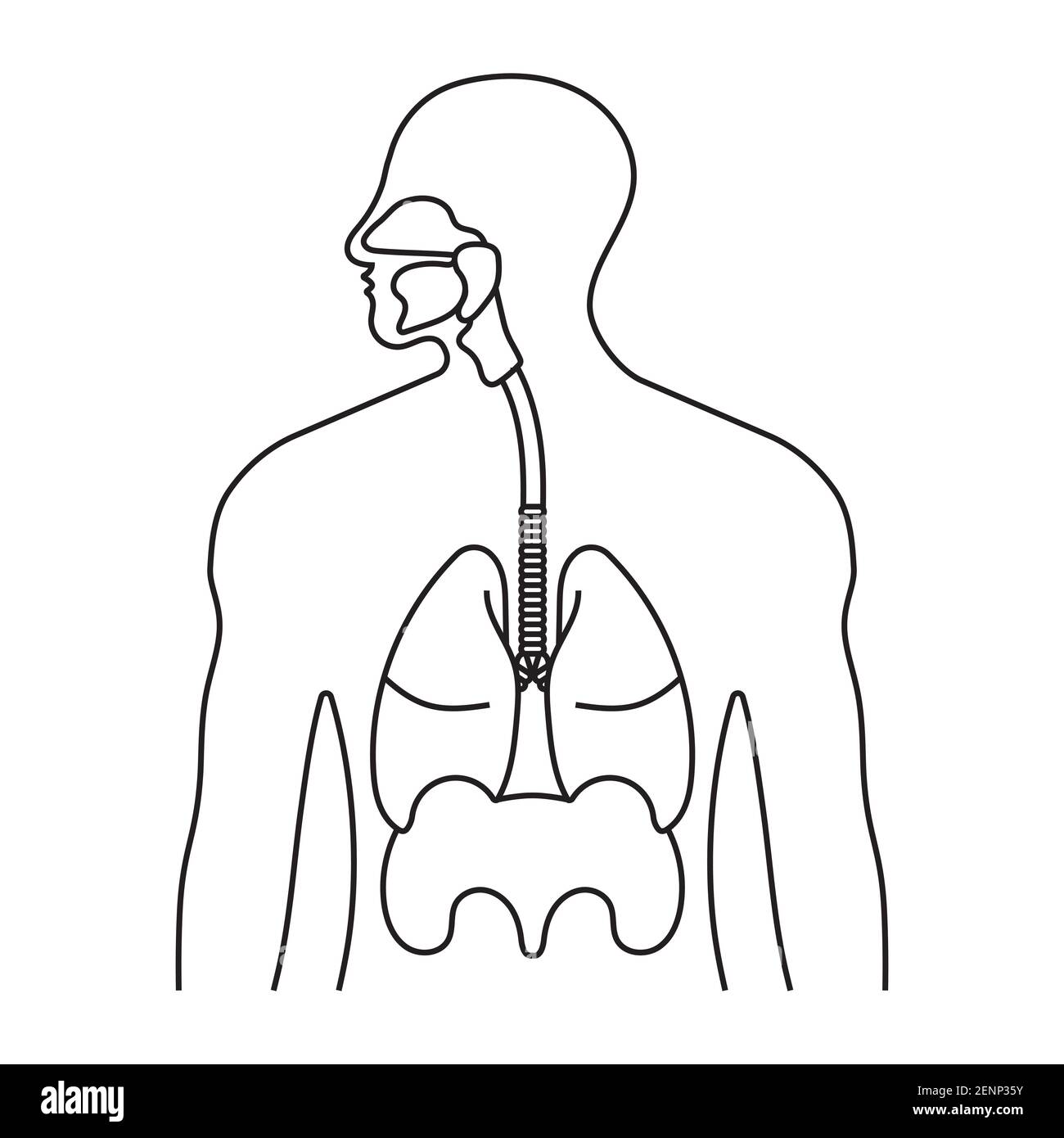 Дыхательная система #15