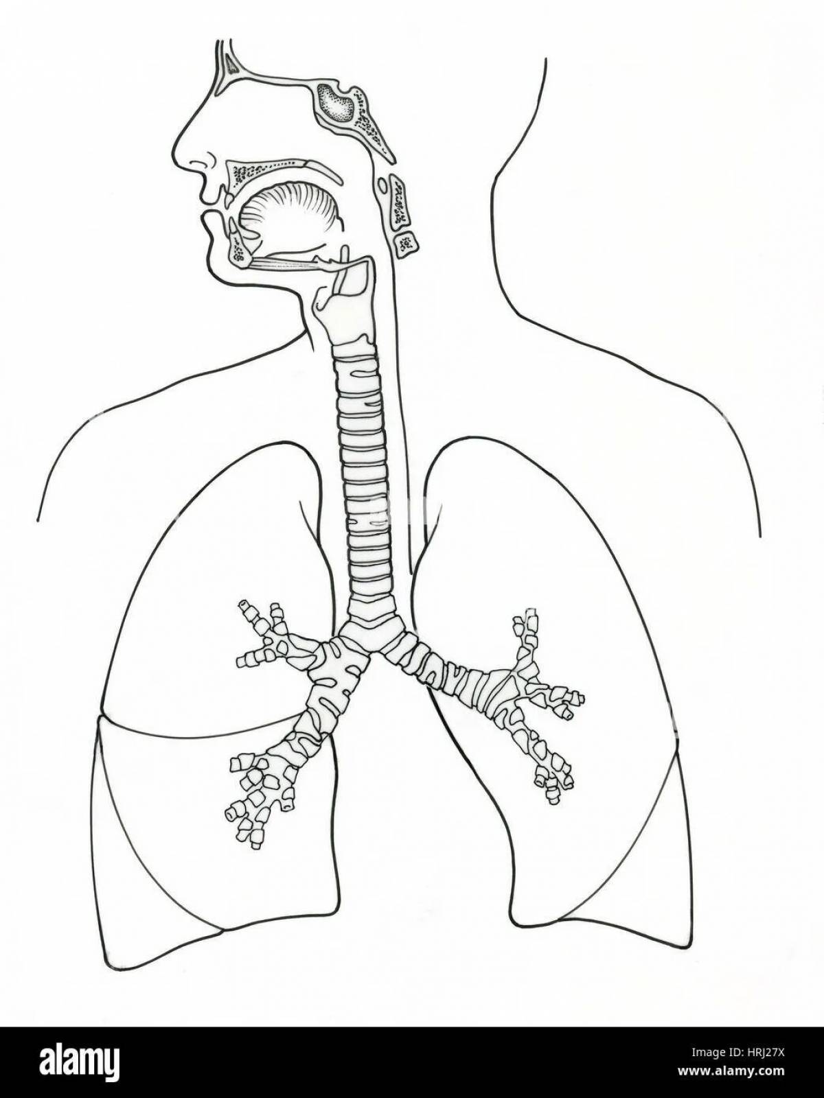 Дыхательная система #16