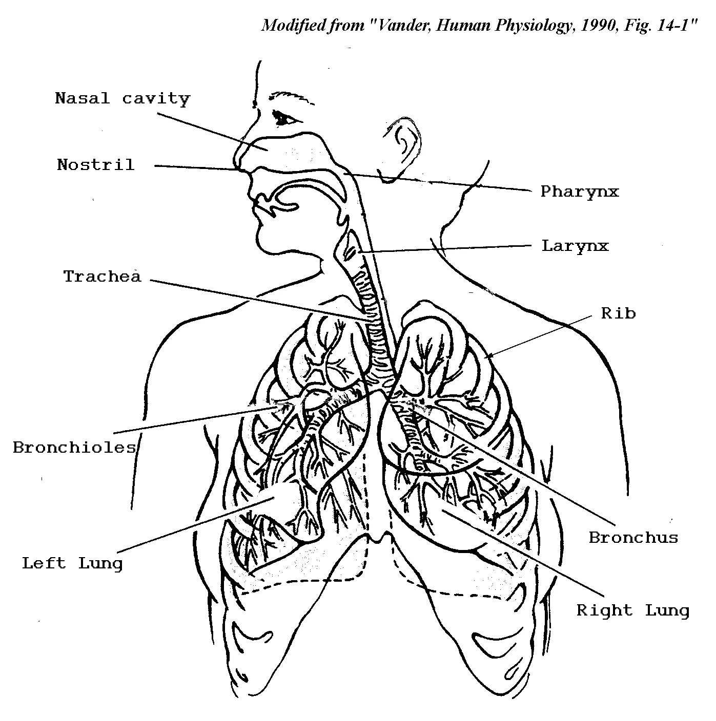 Дыхательная система #17