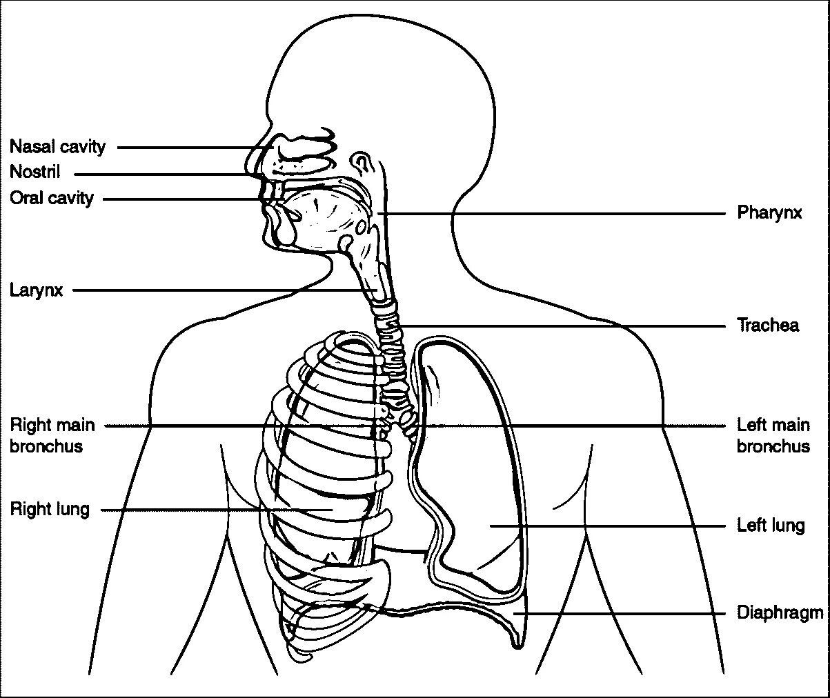 Respiratory system #18
