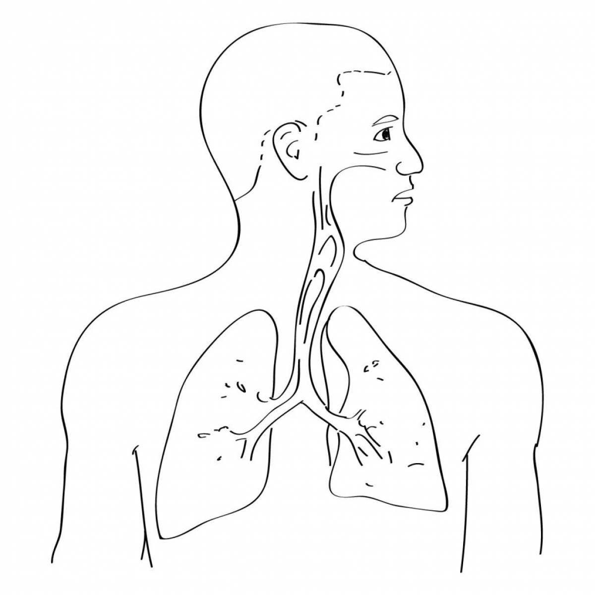 Дыхательная система #19
