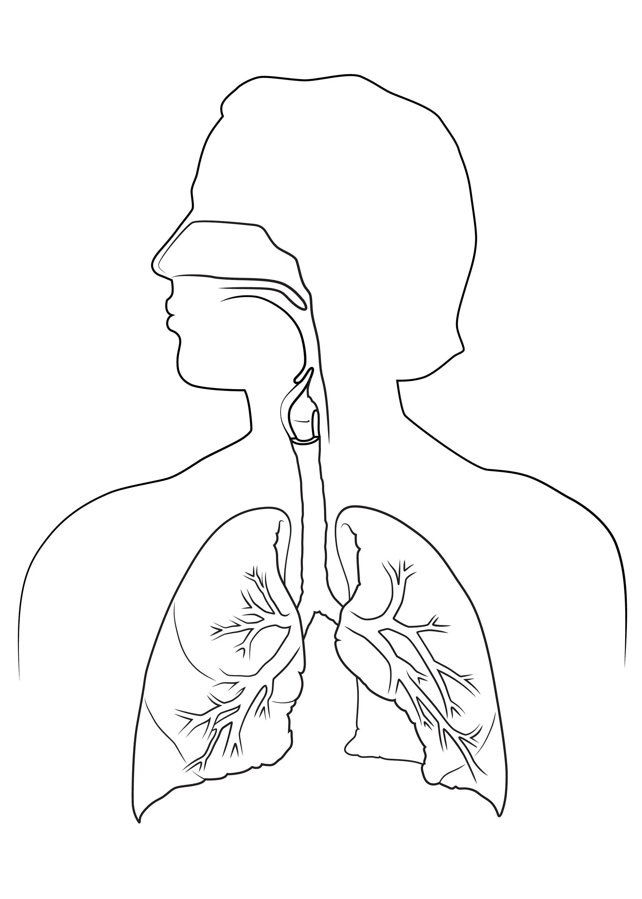 Дыхательная система человека для детей