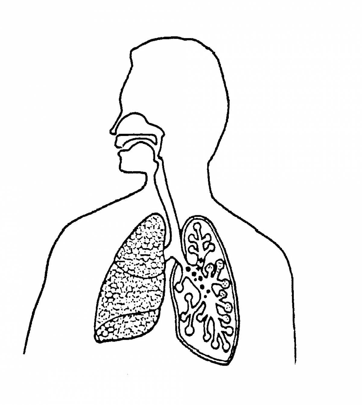 Дыхательная система #22