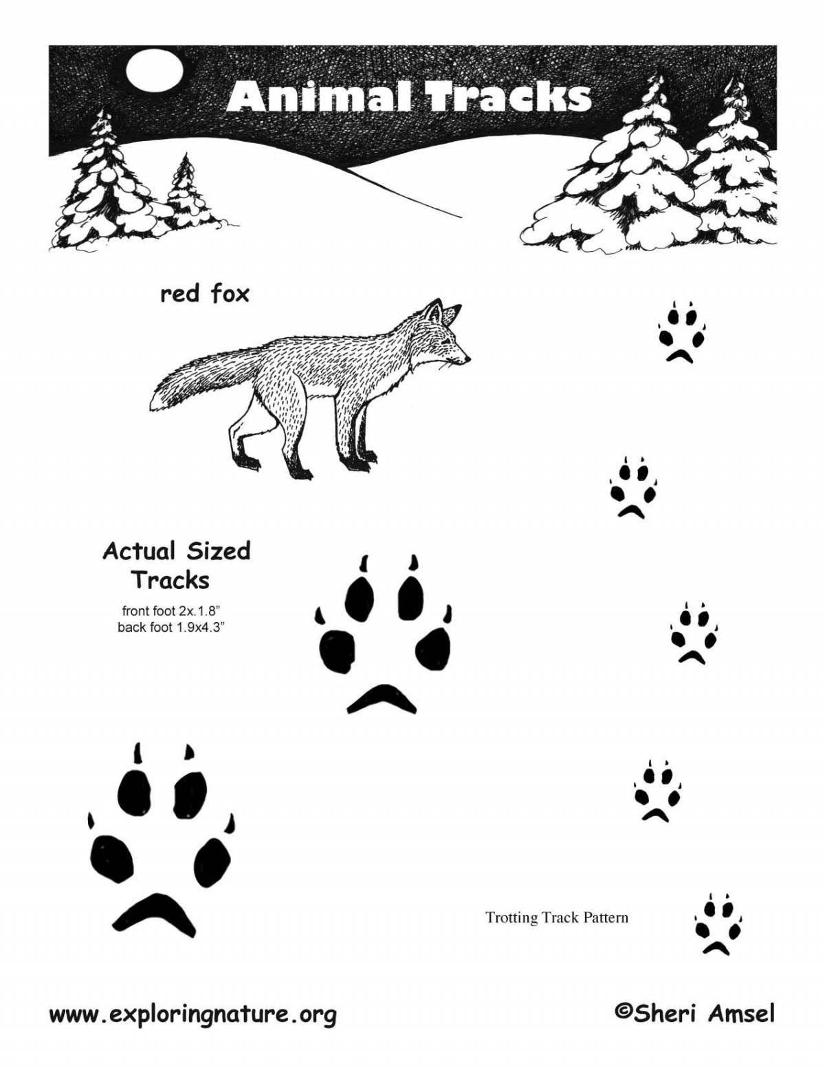 Coloring book footprints of a magic fox