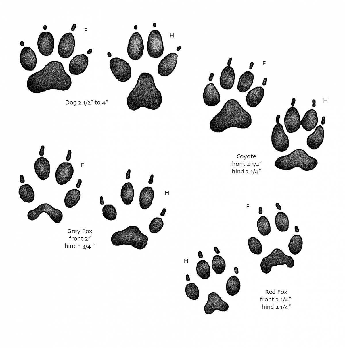 Adorable fox footprints coloring page