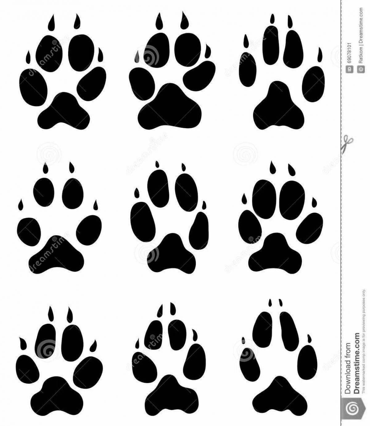 Fox footprints #1