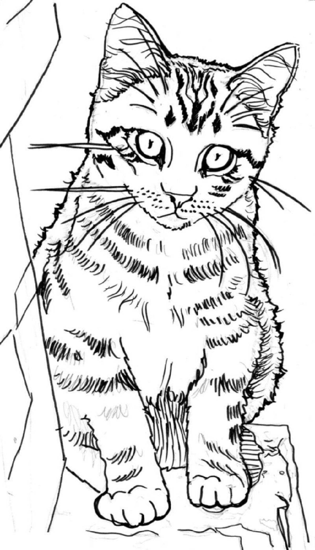 Раскраска кошка полосатая