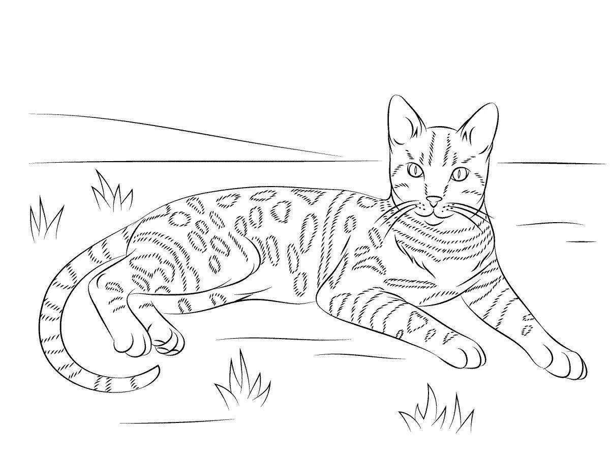 Coloring book inquisitive tabby kitten