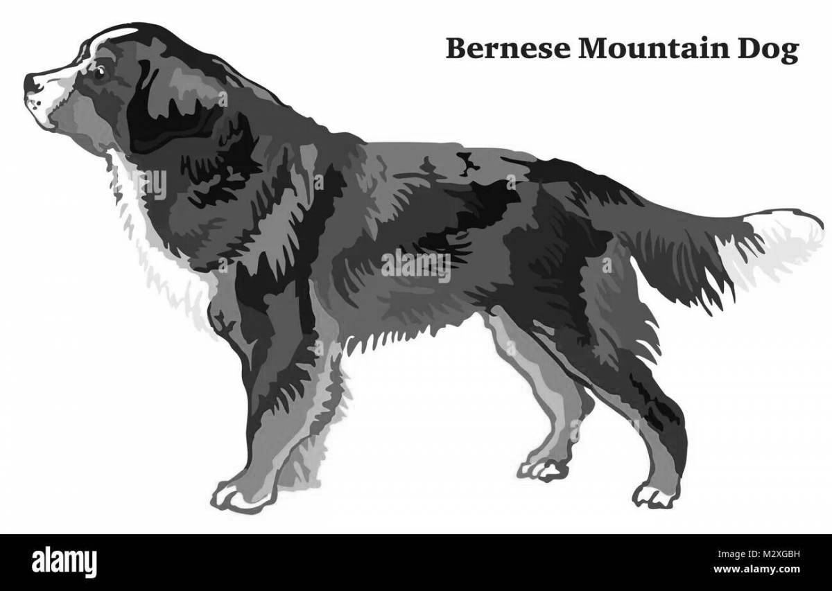 Coloring book charming bernese mountain dog