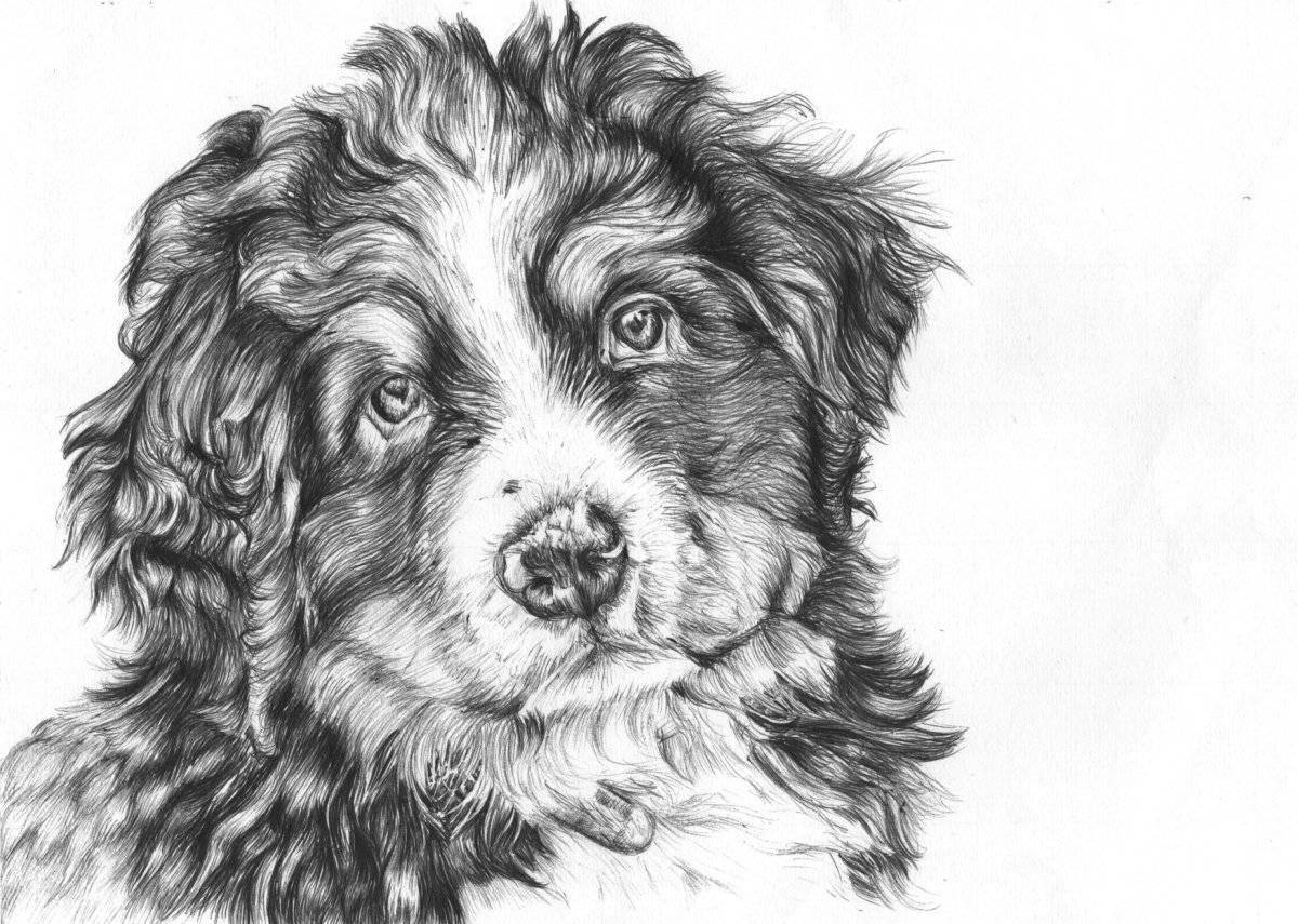 Great Bernese Mountain Dog coloring page
