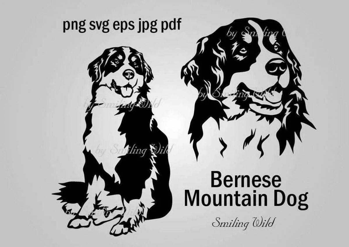 Coloring book brave bernese mountain dog
