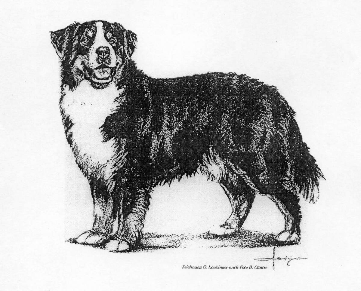 Coloring book energetic Bernese Mountain Dog