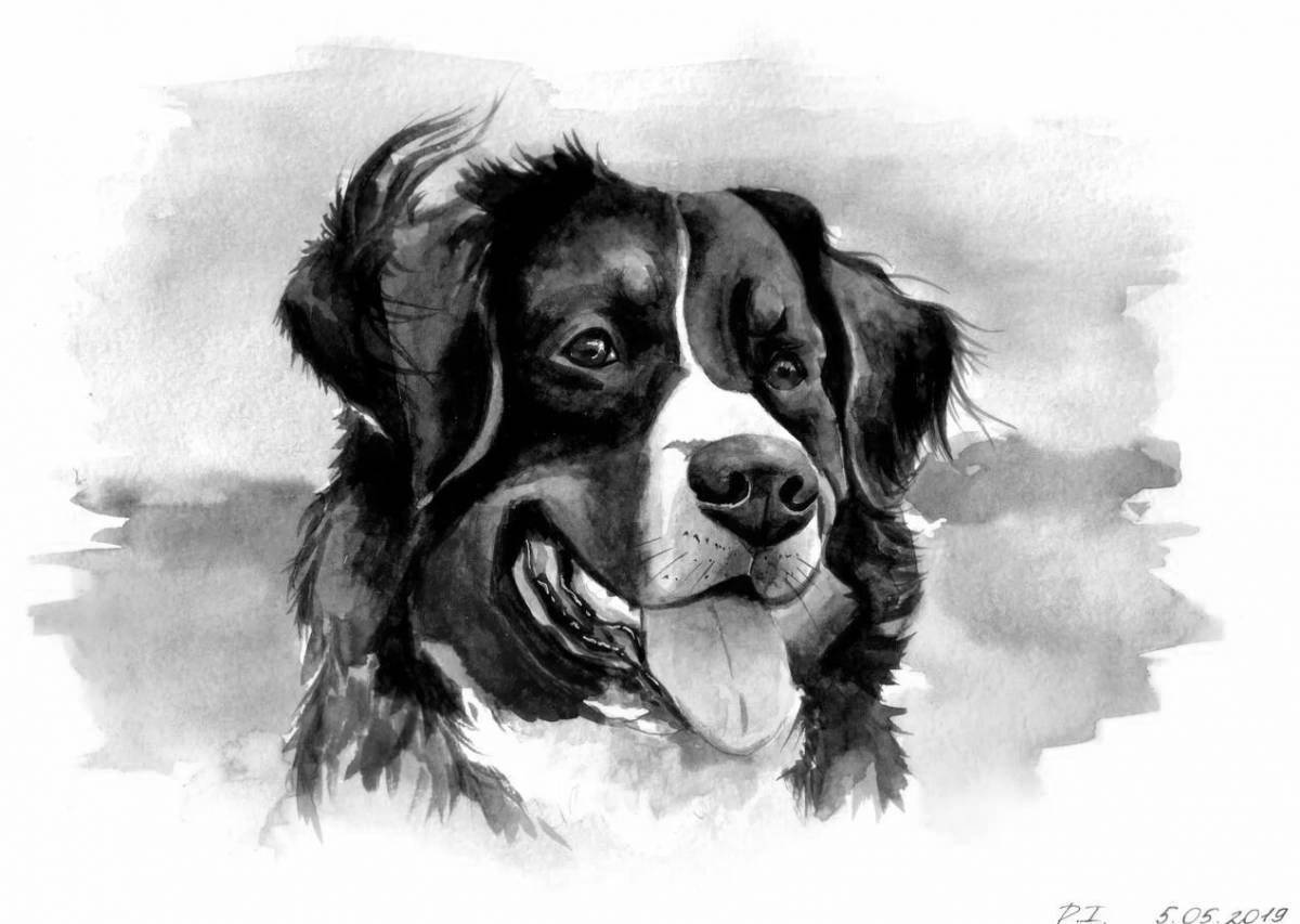 Colorful bernese mountain dog coloring page