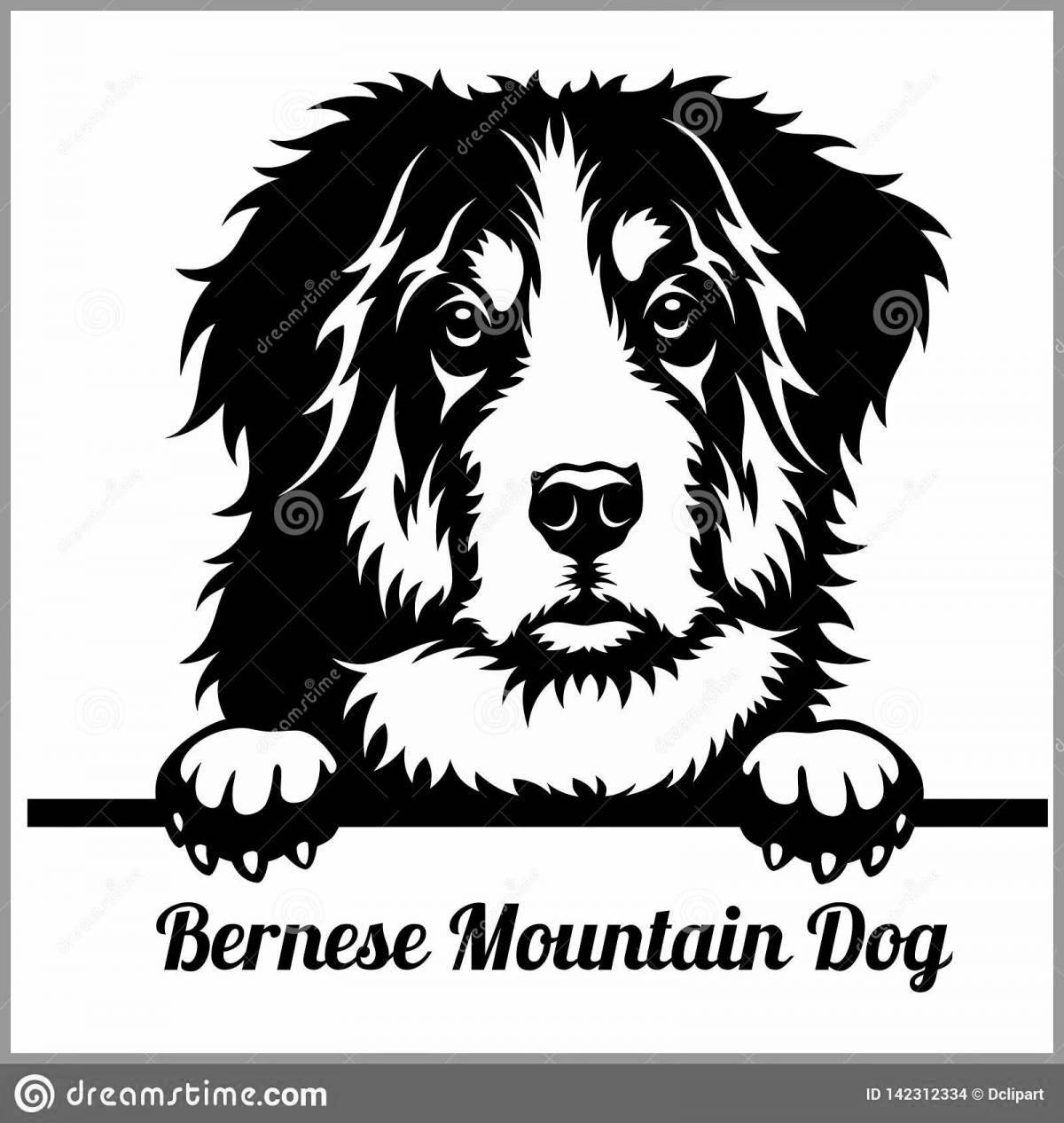 Coloring book funny bernese mountain dog
