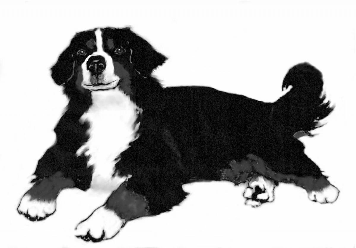 Coloring book intelligent Bernese Mountain Dog
