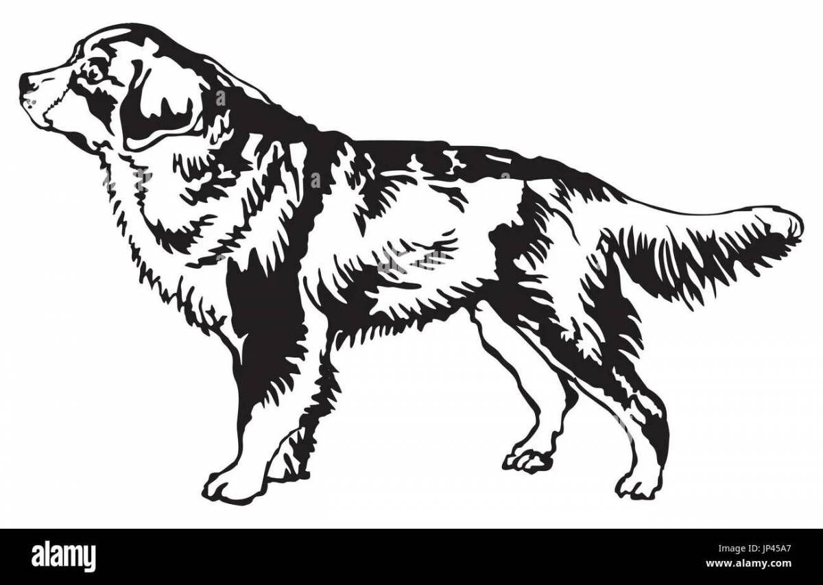 Coloring book regal bernese mountain dog