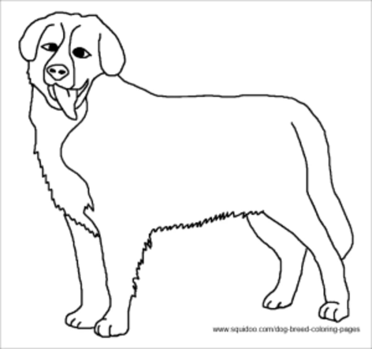Coloring book magnificent bernese mountain dog