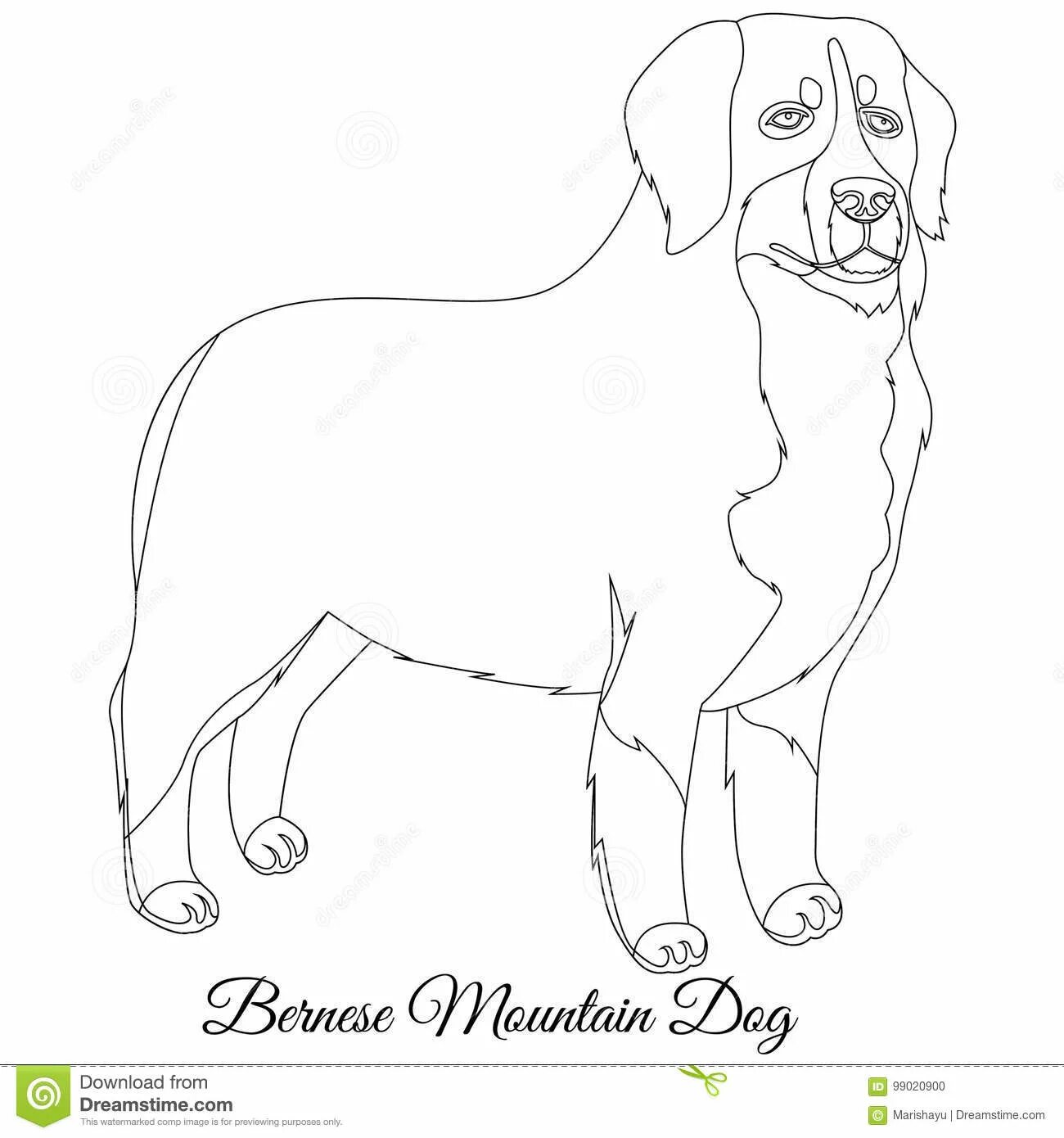Bernese Mountain Dog #2