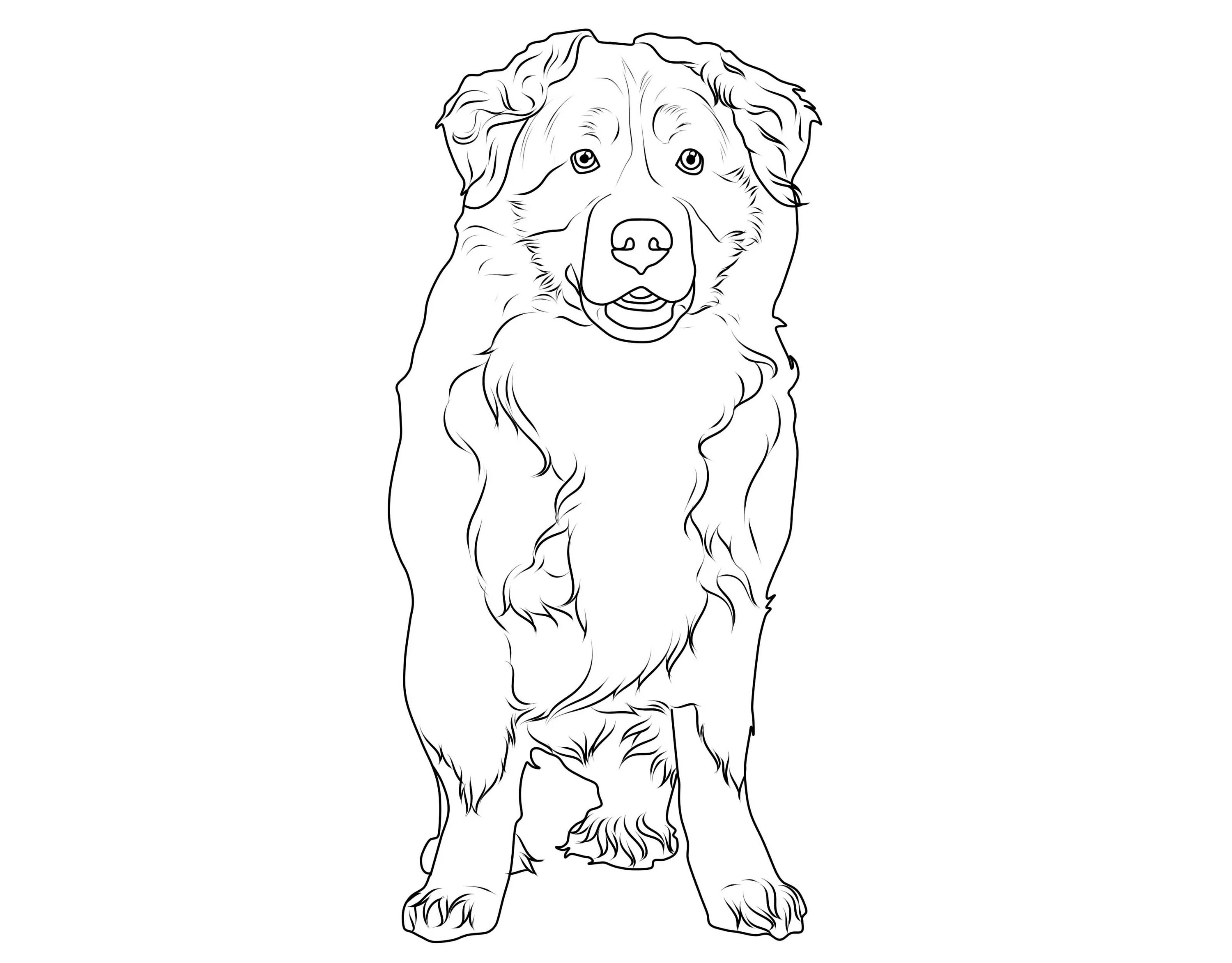 Bernese Mountain Dog #3