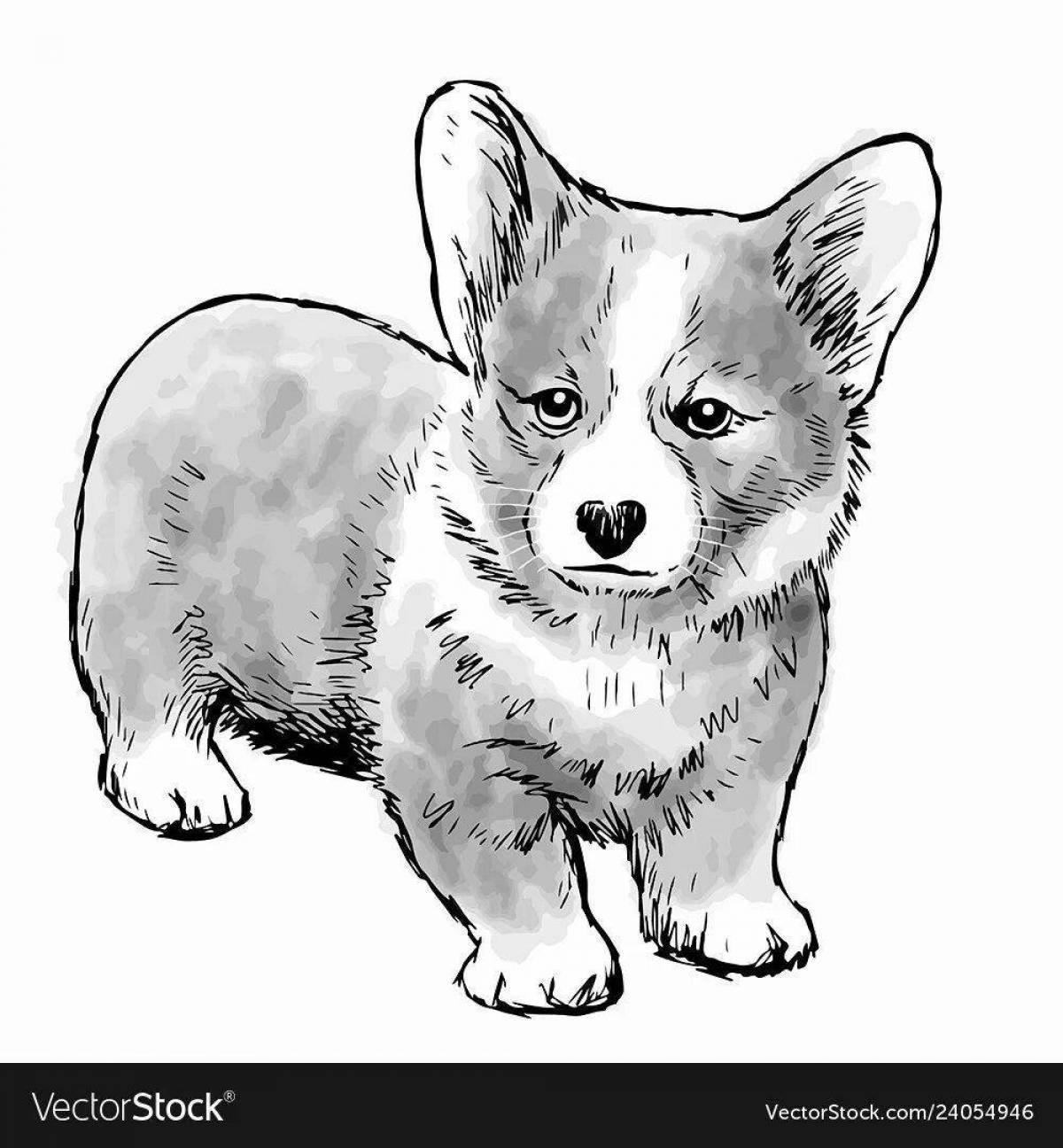 Colouring funny corgi cuties