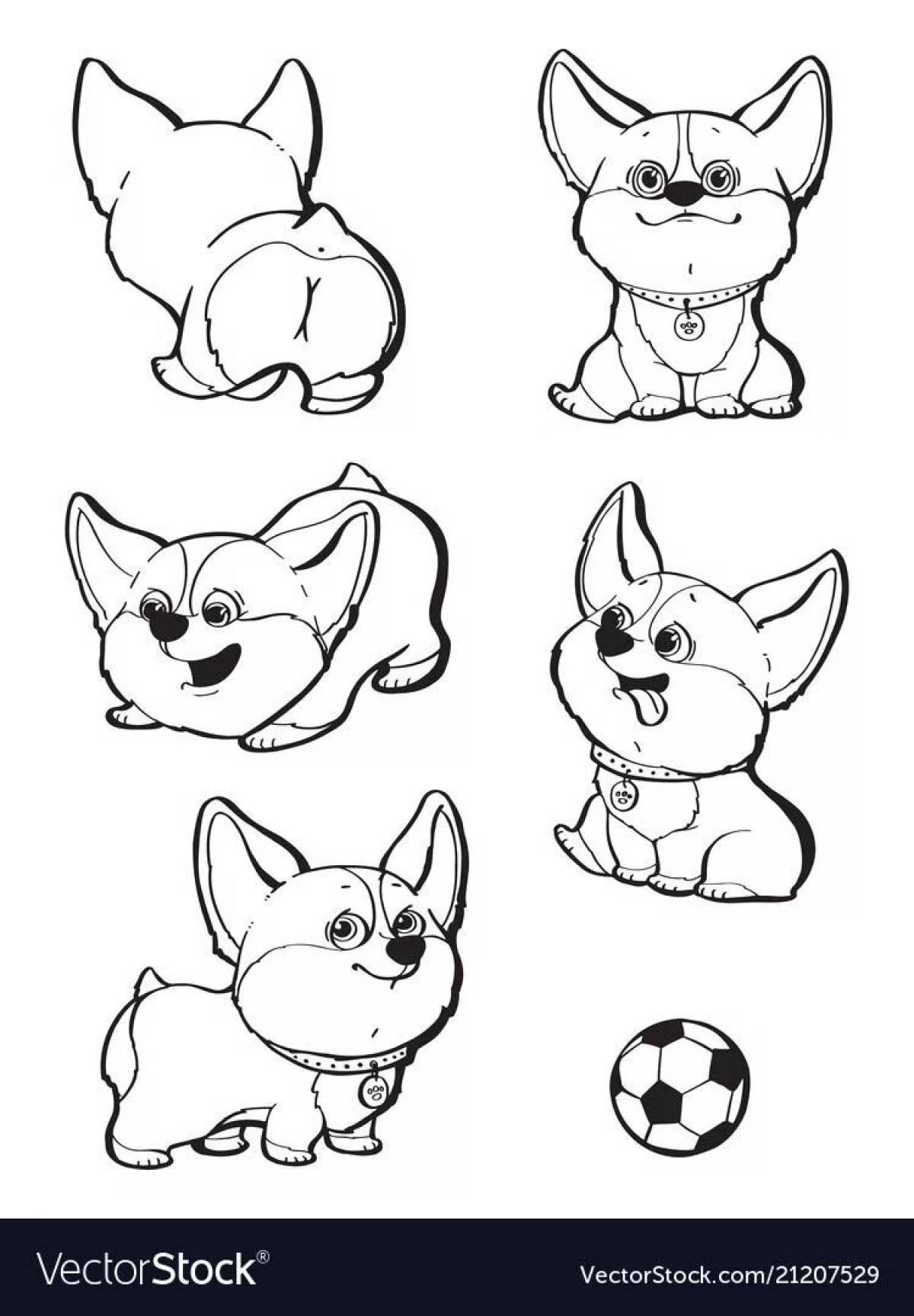 Corgi cuties #6