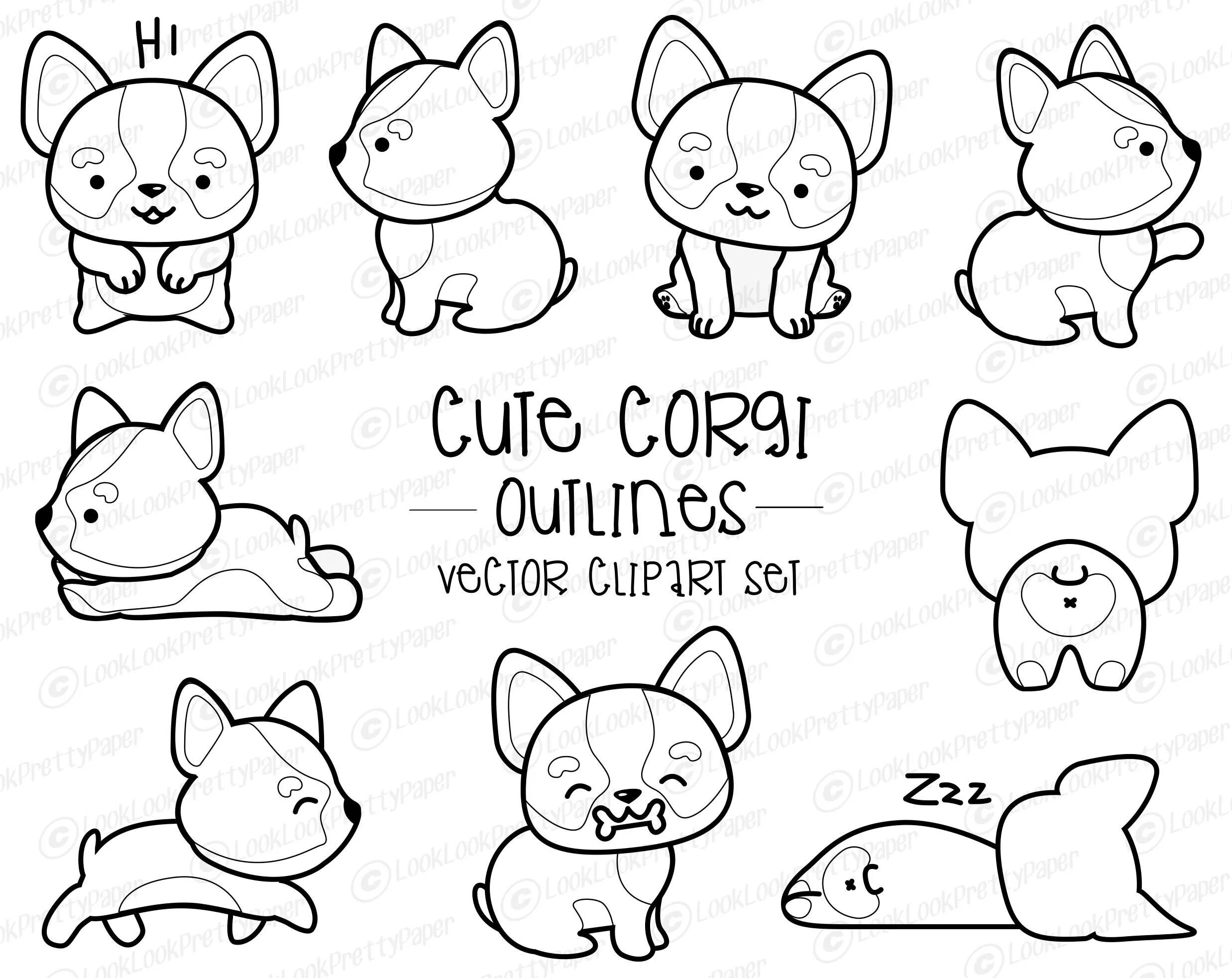 Corgi cuties #11