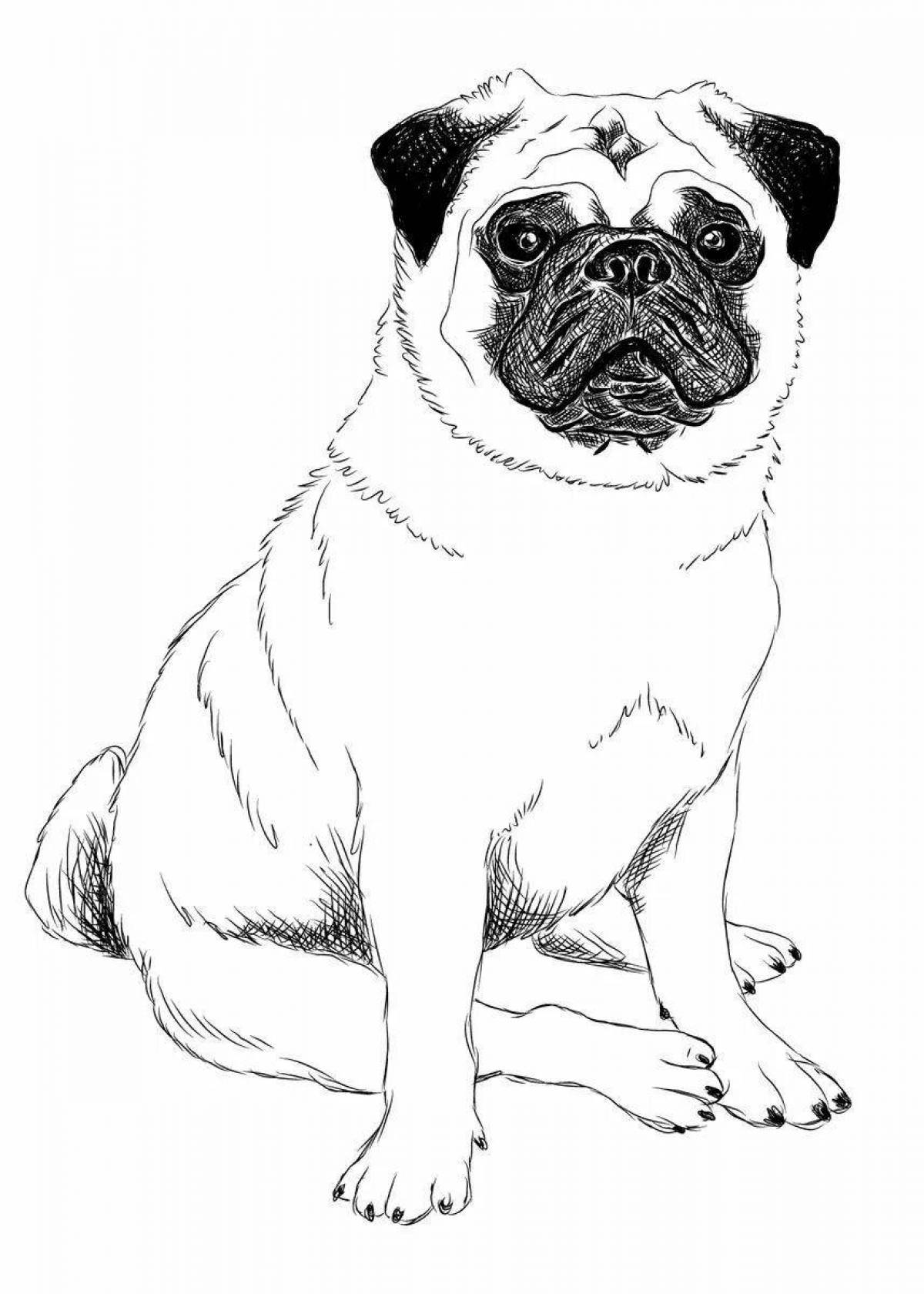 Christmas coloring page with shiny pugs