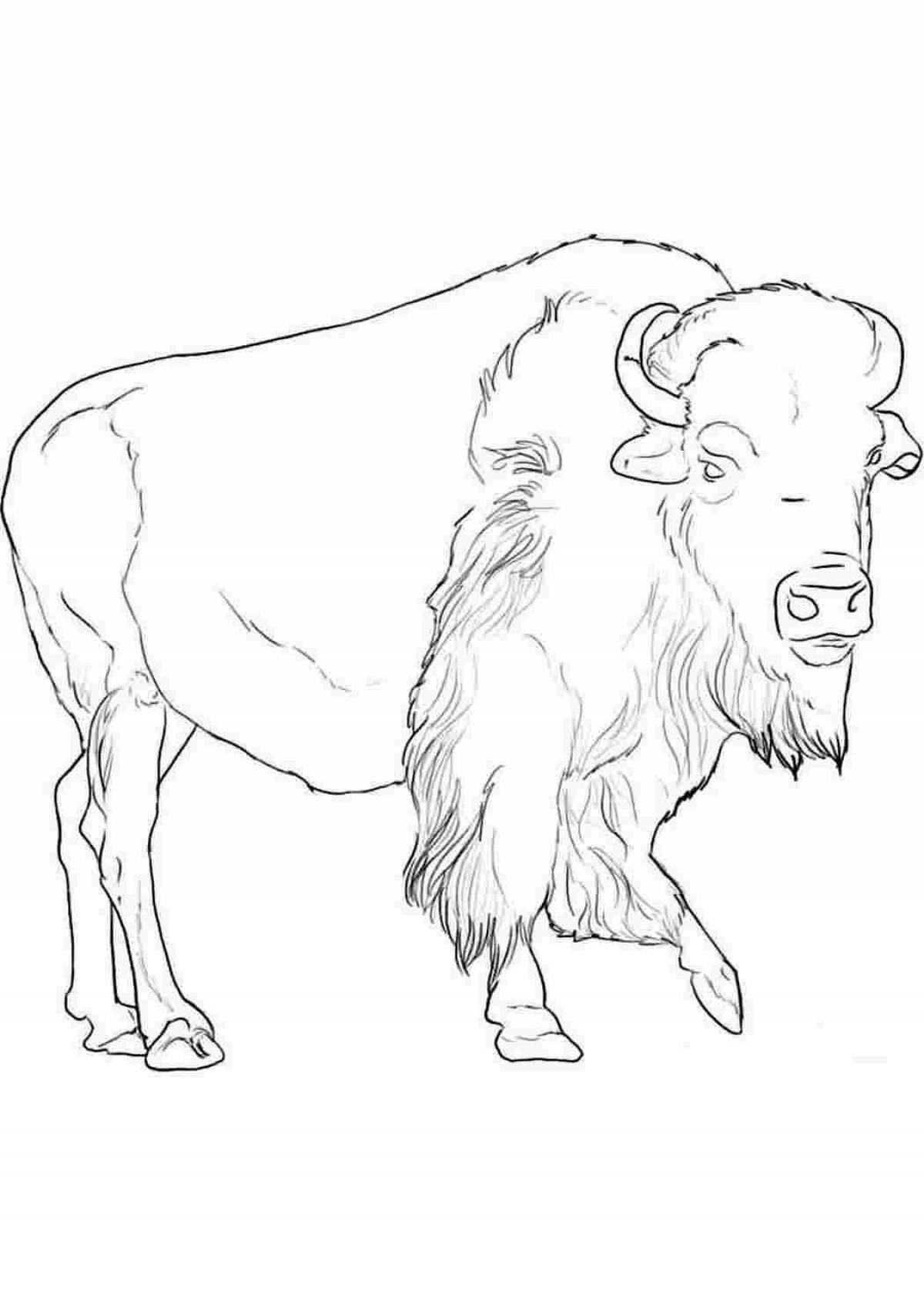 Majestic bison coloring page