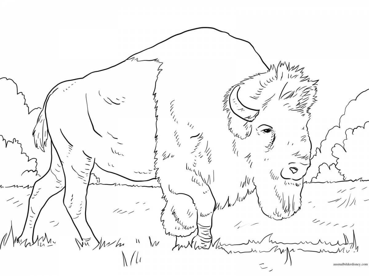 Coloring book magnificent bison