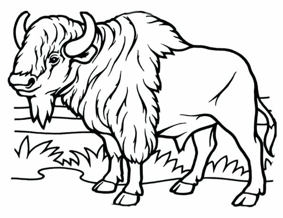 Coloring book luxury bison figurine