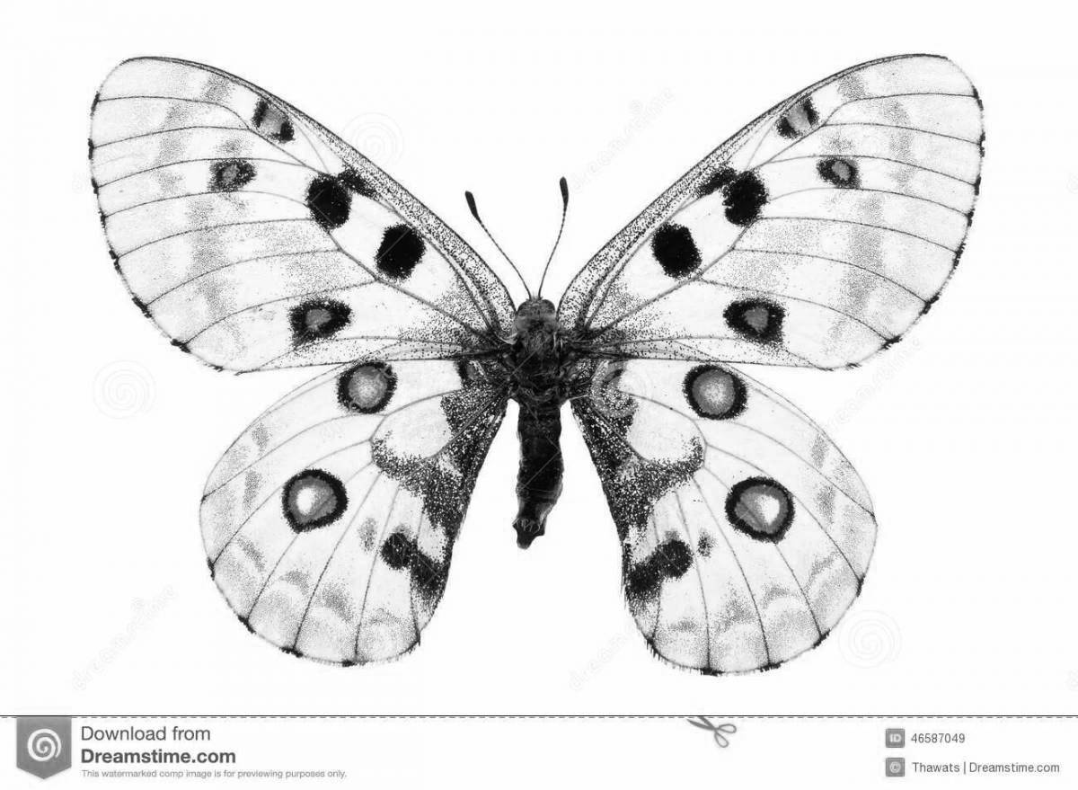 Величественная раскраска бабочка аполлон