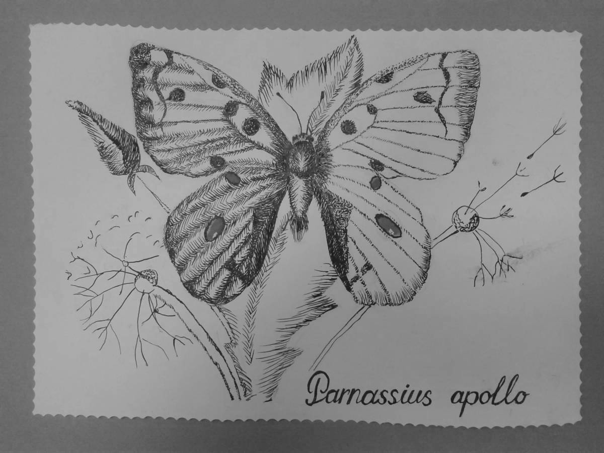 Glorious apollo butterfly coloring book