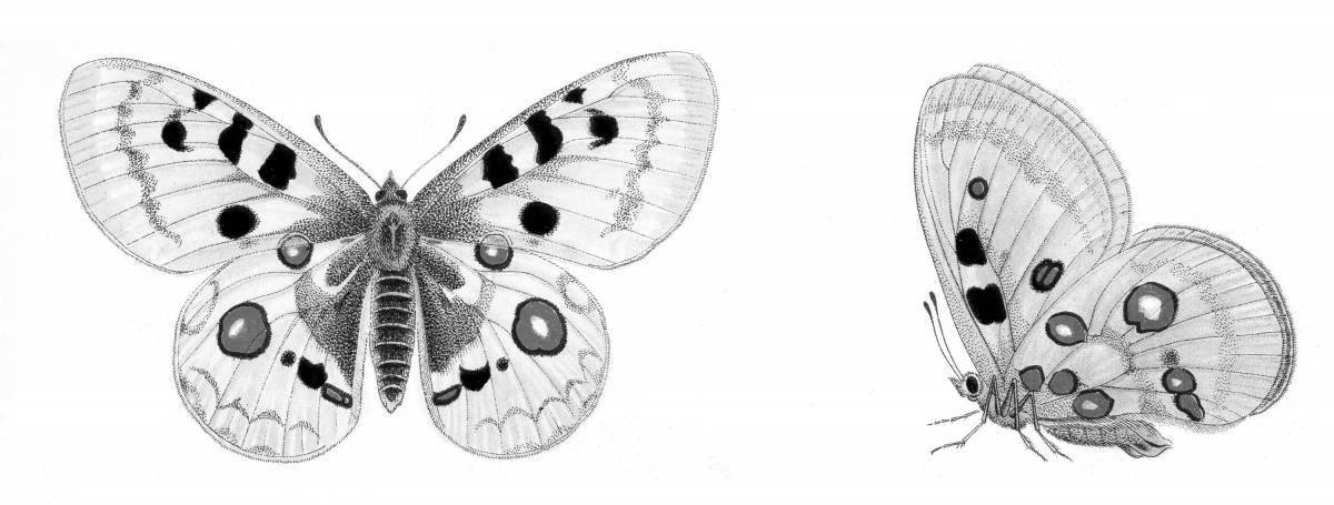Изысканная раскраска бабочка аполлон