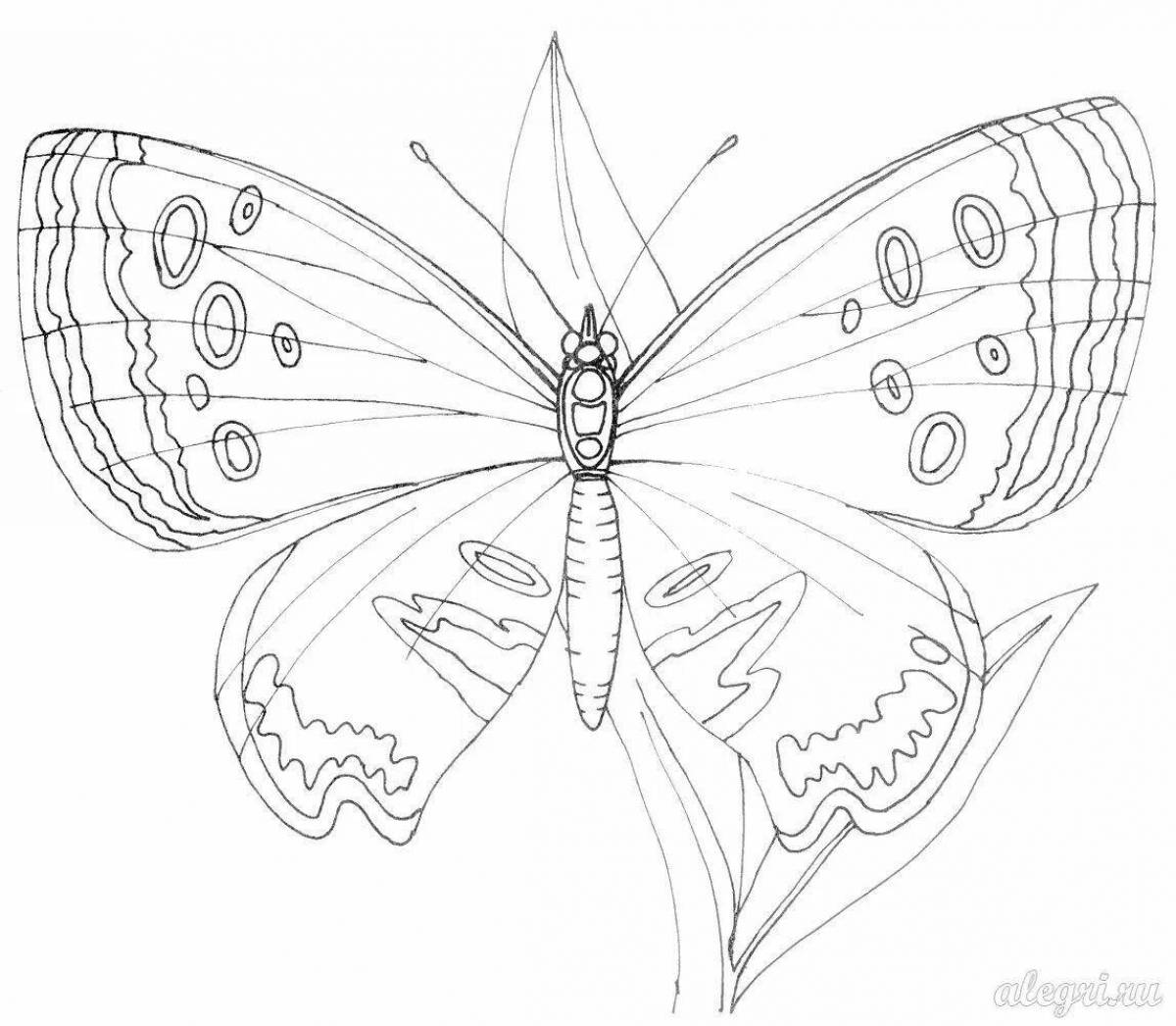 Elegant apollo butterfly coloring book